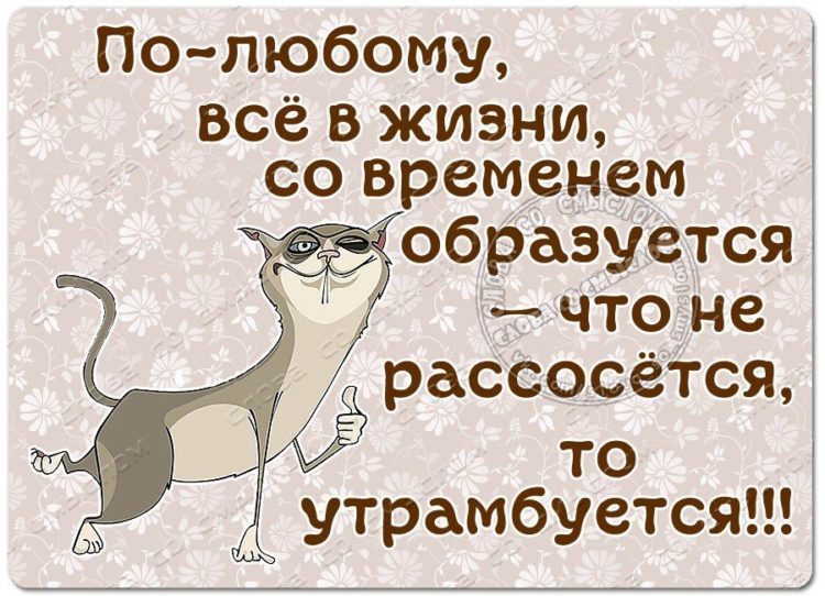 Цитаты с юмором ?100 красивых афоризмов